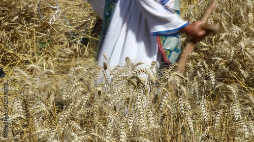 Woman farmer in traditional folk costume with hat is reaping wheat manually with a scythe, harvest in the traditional rural way.
