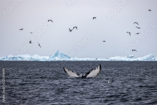 Humpback Whale Fluke with birds and blue iceberg in the background in Disko Bay near Ilulissat, Greenland