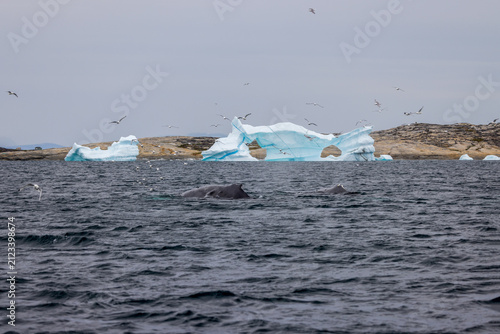 Humpback whales in Greenland with blue icebergs in the background