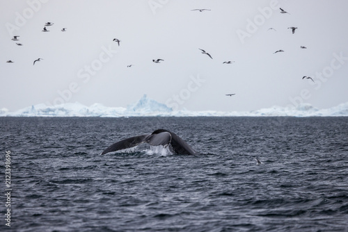 Humpback Whale Fluke in Ilulissat Icefjord, Greenland