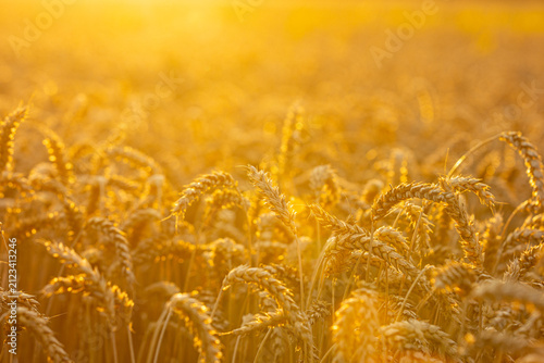 Картината върху платно Golden wheat field illuminated by sunlight during harvest season, showcasing rip