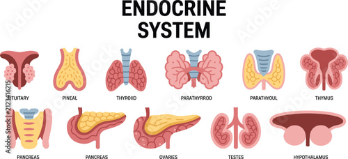 Konstfotografi Endocrine System Anatomy Infographic Showing Major Human Endocrine Glands Includ