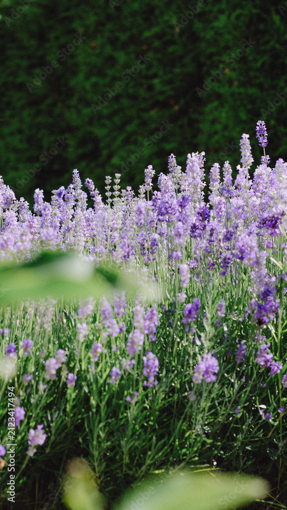 Obraz premium Lavender
