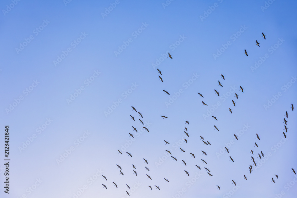 Obraz premium Flock of cranes flying on the blue sky