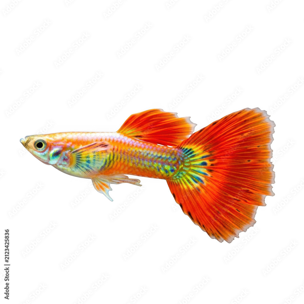 Fototapeta premium Beautiful orange guppy fish swimming