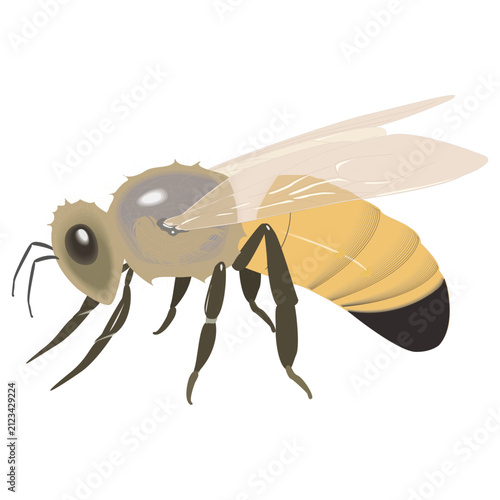 Make a Professional Honeybee Vector Illustration