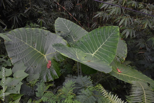 Fotografie Large green leaves dominate the frame
