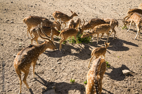 A small herd of spotted deer gathers on sunlit ground within a peaceful woodland wildlife enclosure.