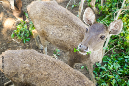 Spotted deer browse among dense green foliage in a shaded tropical wildlife enclosure surrounded by natural vegetation.