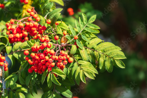 Картината върху платно A bunch of red rowan in autumn leaves.