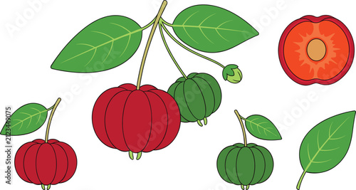 Bild auf Leinwand Vector illustration set of exotic pitanga surinam cherry elements showing ripe red and green unripened berries with leaves and a cross section slice isolated on white background