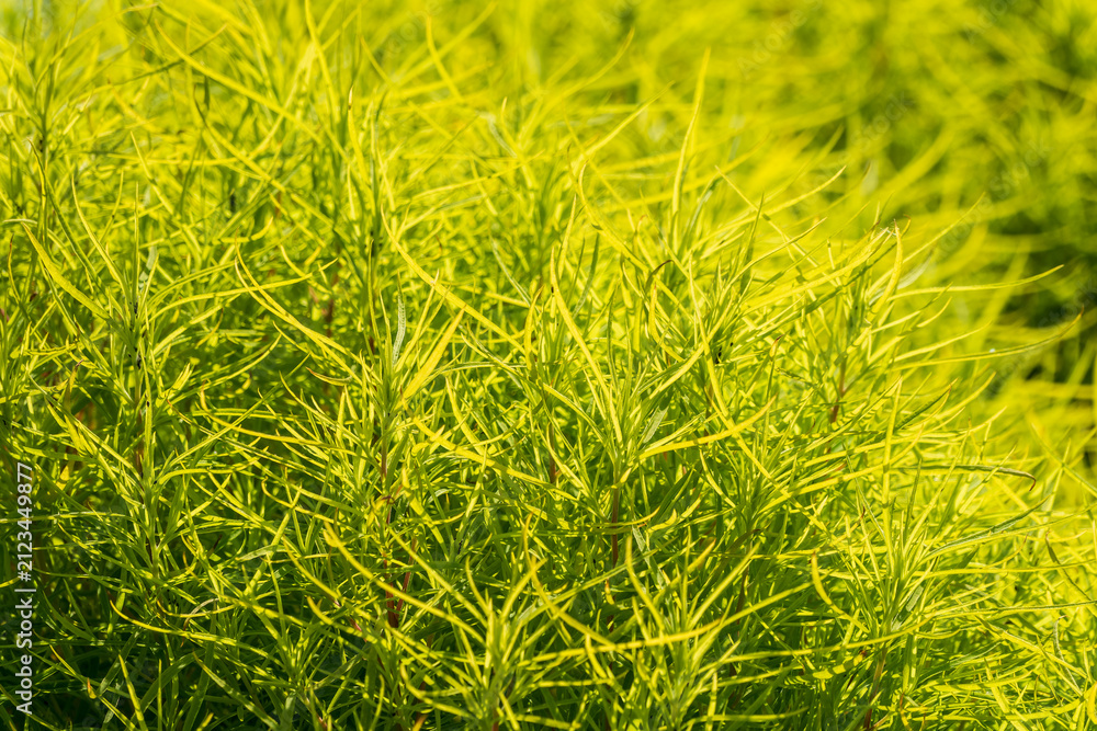 Fototapeta premium Nature of green leaf in garden at summer. Natural green leaves plants using as spring background cover page environment ecology