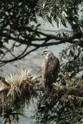 Canvastavla Adult raptor perched on mossy tree branch surrounded by epiphytic plants and den