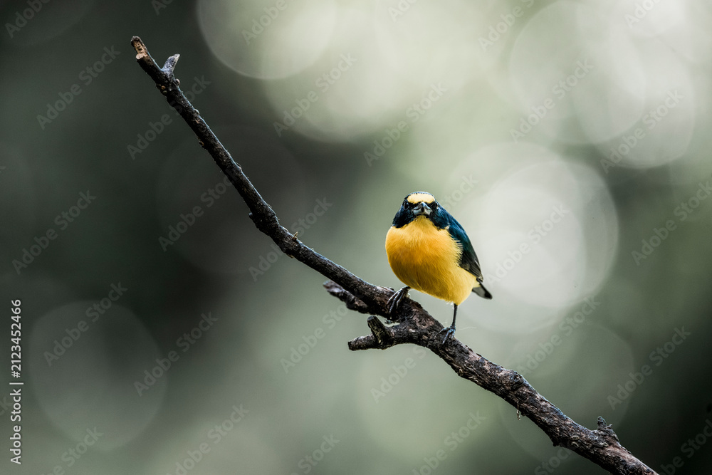 Obraz premium Yellow and black songbird perched on a slender branch with soft green bokeh background in morning light