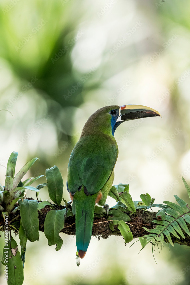 Obraz premium Green toucan perched on leafy branch in tropical rainforest with soft bokeh background