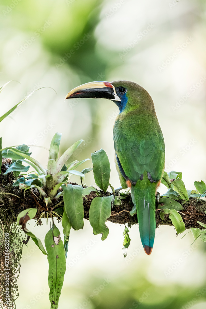 Naklejka premium Green toucan perched on a mossy branch in a tropical rainforest with soft bokeh background