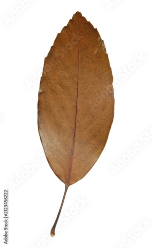 Single dried autumn leaf with a prominent central vein cut out