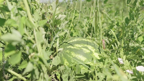 A tracking shot of a watermelon growing in a field among the weeds