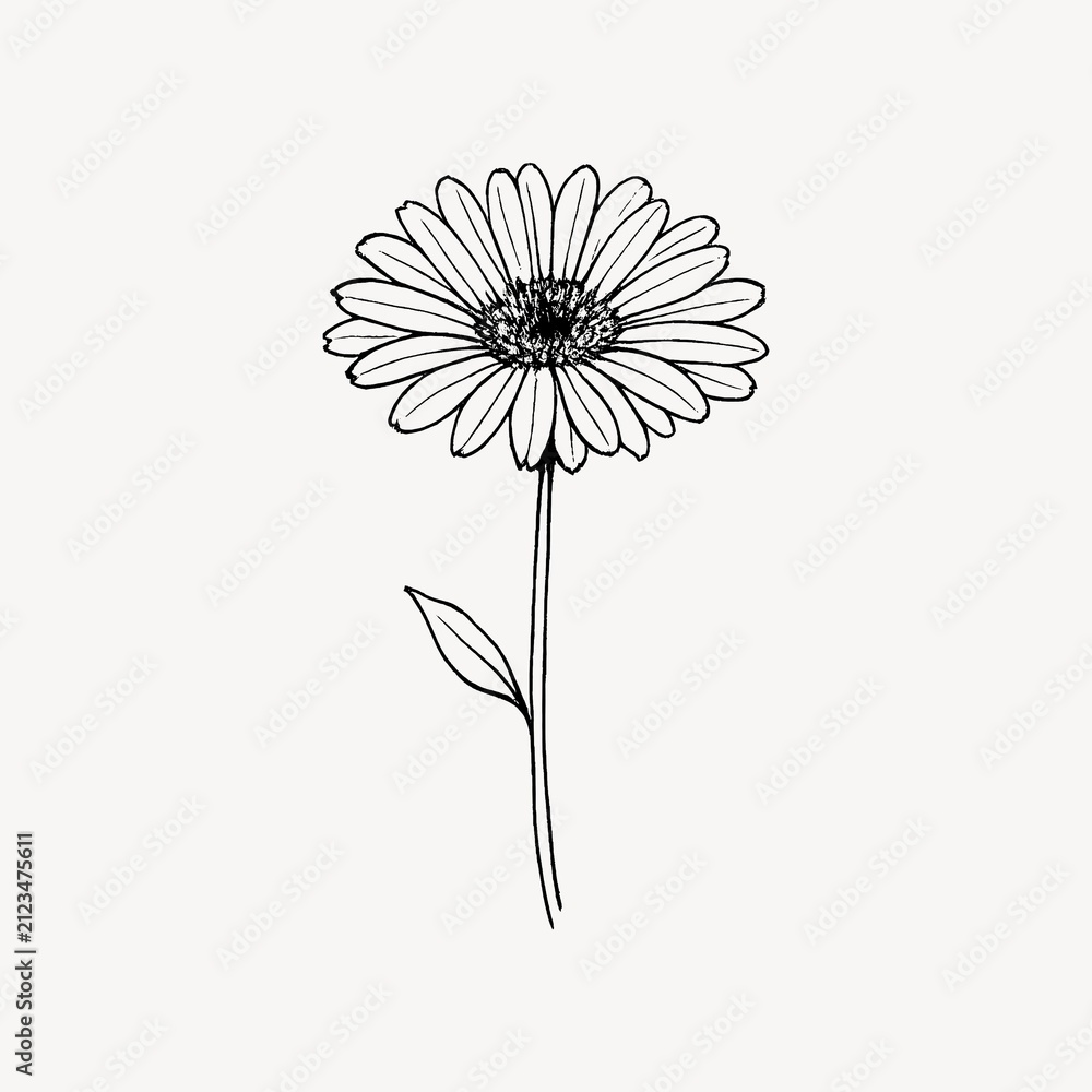 Fototapeta premium Simple black and white line drawing of a daisy with a single leaf.
