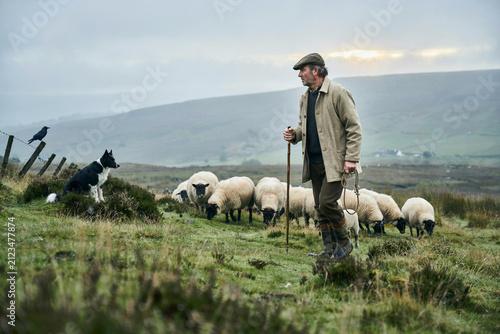 A shepherd wearing a flat cap and light jacket walking with a wooden staff and a border collie dog while herding a flock of sheep on a hillside