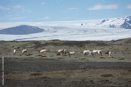 reindeer at Iceland glacier