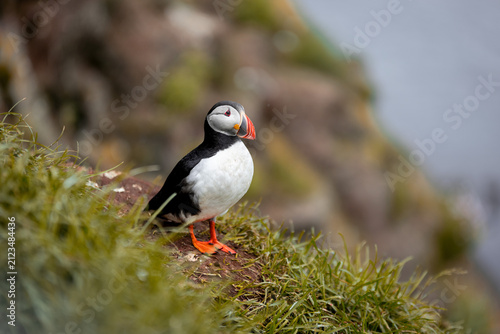 atlantic puffin on iceland