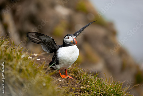 puffin on a rock Iceland