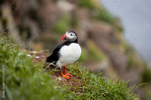 puffin in Iceland