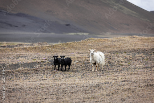 herd of sheep Iceland