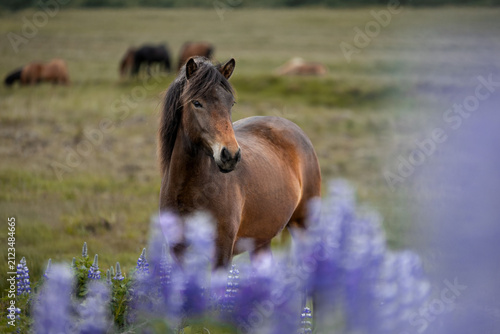horse in lupins Iceland
