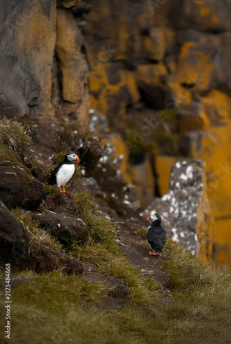 atlantic puffin in iceland
