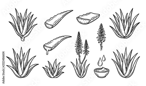 Hand drawn set of aloe vera plants leaves flowers and cosmetic cream drops in black and white style