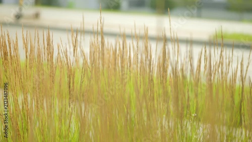 Tall golden grasses sway softly in the foreground. Person walks calmly through the scene. Blurred background adds depth and serenity. Ideal for nature documentaries or calming settings