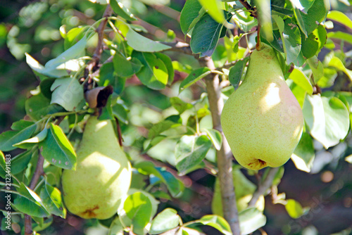 Fresh green pears ripening on a tree branch among leaves.