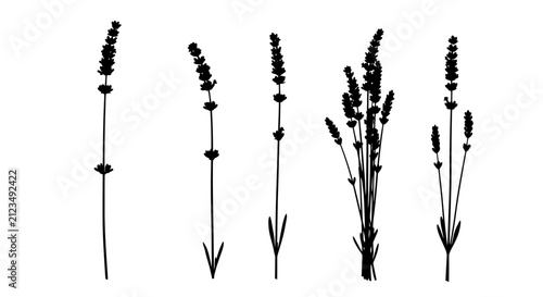 Black silhouettes of lavender flowers on white background with illustration minimalist botanical element design floral simple icon art