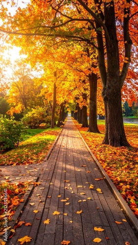 A serene autumnal path with vibrant orange and yellow leaves