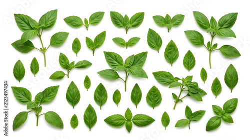 A fresh collection of green basil leaves and small stems arranged on a plain white studio surface.