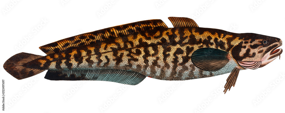 Obraz premium Burbot (Gadus Lota)