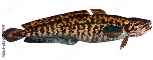 Foto Burbot (Gadus Lota)