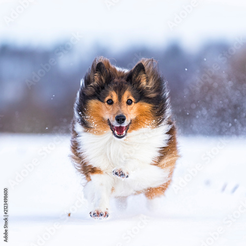 Germany, Shetland Sheepdog running in snow