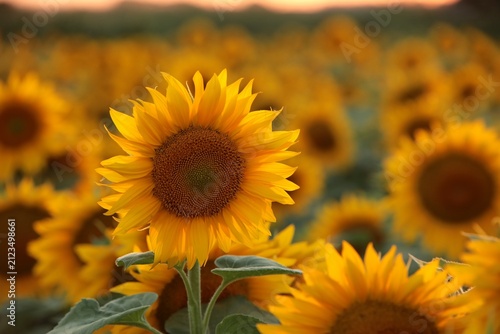Sunflower - Helianthus annuus at sunset