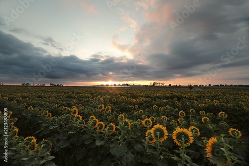 Sunrise over a field of sunflowers, July, Poland.