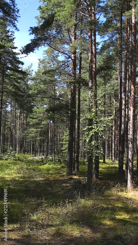 Soothing camera movement through a beautiful pine forest with tall trees, green mossy ground, and bright sunlight casting long shadows on a clear summer day in the peaceful wilderness