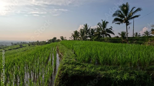 Wide view of neatly planted rice terraces with flowing irrigation water in early morning on Bali island, showcasing vast rice fields integral to local culture.