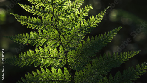 Canvastavla LANDSCAPES OF NATURE - Forest fern in the sunlight