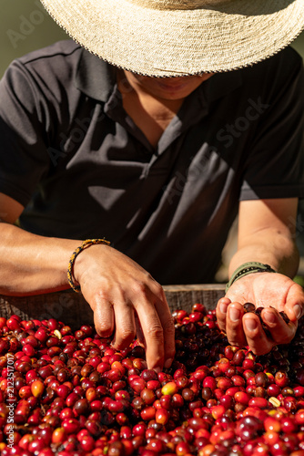 Farmer's hands carefully selecting ripe red coffee Geisha cherries from a large pile, emphasizing the meticulous work involved in the initial stages of coffee production and quality sorting.
