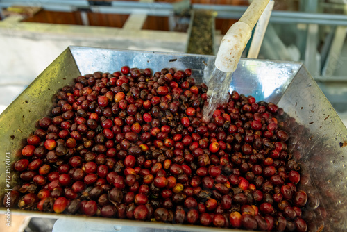 Coffee cherries undergoing wet processing in a metal hopper, water cleaning freshly harvested red coffee beans during the early stages of production on a farm in Volcan, Chiriqui, Panama - stock photo
