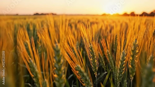 Golden Wheat Field At Sunset With Sun Rays Illuminating Grains