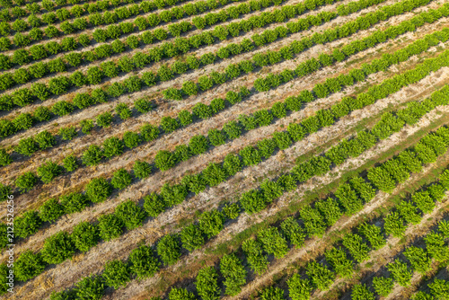 Aerial View of Citrus Orchard with Parallel Tree Rows