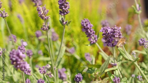 4K Bee Collecting Nectar from Blooming Purple Lavender Flowers in Sunlit Garden Slow Motion Macro Footage